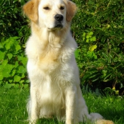 Photo de Golden retriever