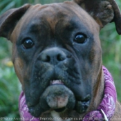 Photo de Boxer