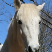 Photo de Camargue