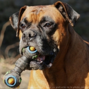 Photo de Boxer