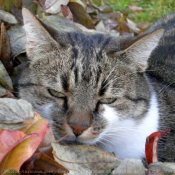 Photo de Chat domestique