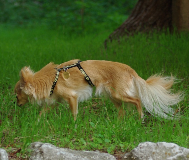 Photo de Chihuahua  poil long