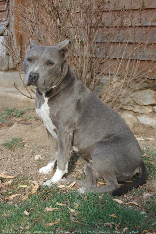 Photo d'American staffordshire terrier