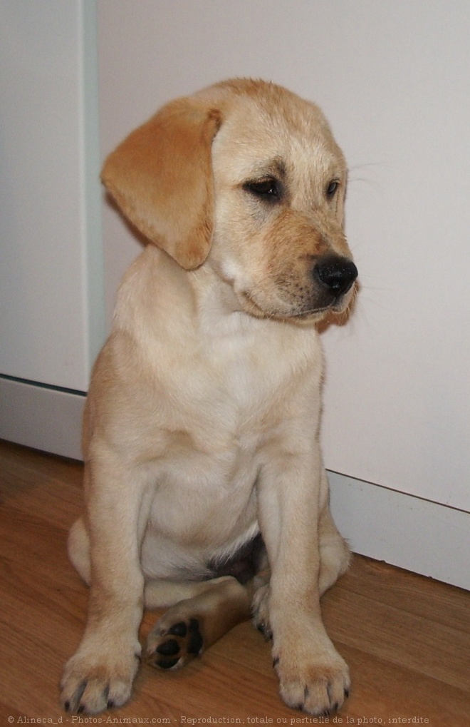 Photo de Labrador retriever