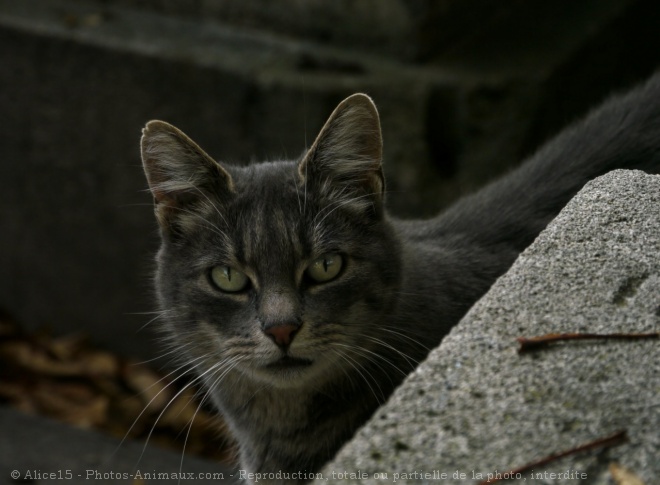 Photo de Chat domestique