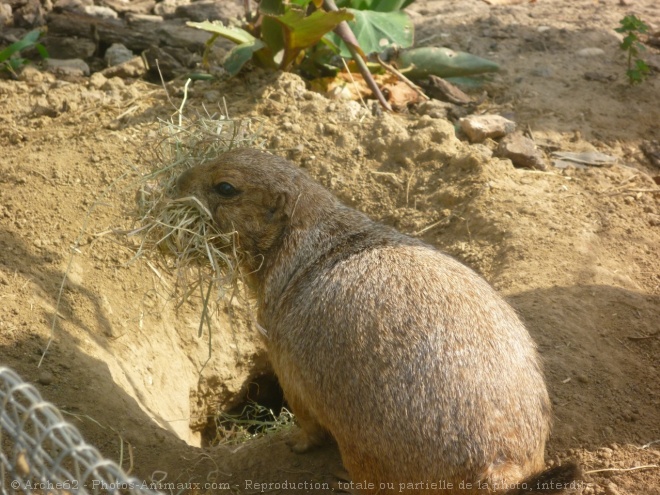 Photo de Chien de prairie