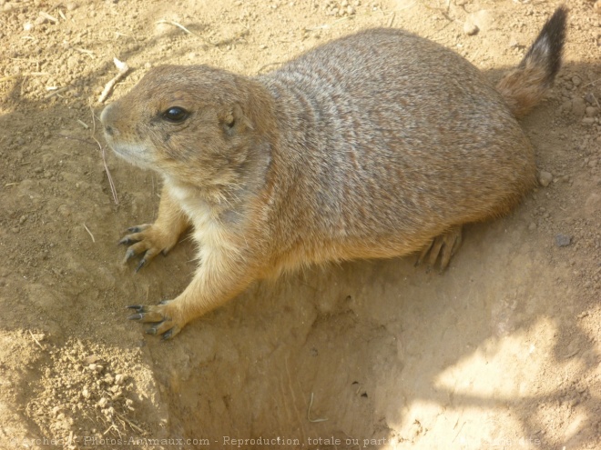 Photo de Chien de prairie