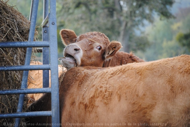 Photo de Vache - limousine