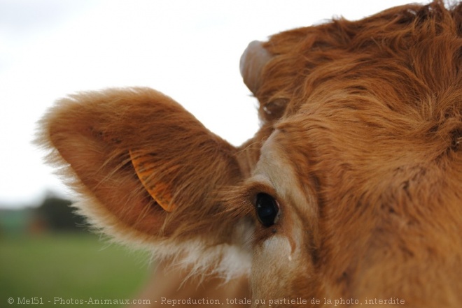 Photo de Vache - limousine