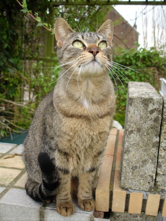 Photo de Chat domestique