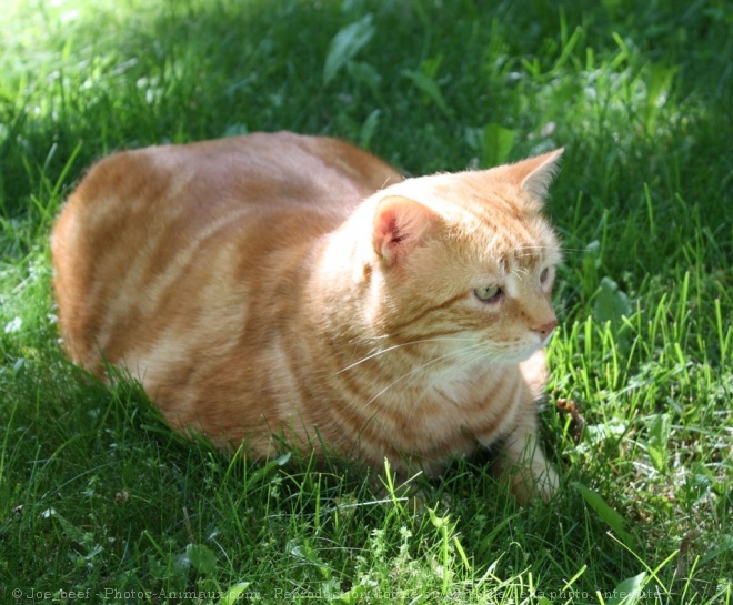 Photo de Chat domestique