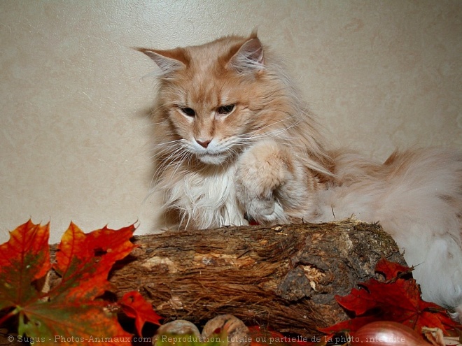 Photo de Maine coon