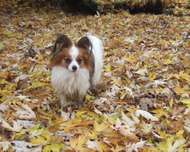 Photo d'Epagneul nain papillon