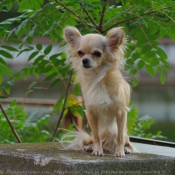 Photo de Chihuahua  poil long