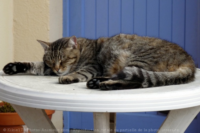 Photo de Chat domestique