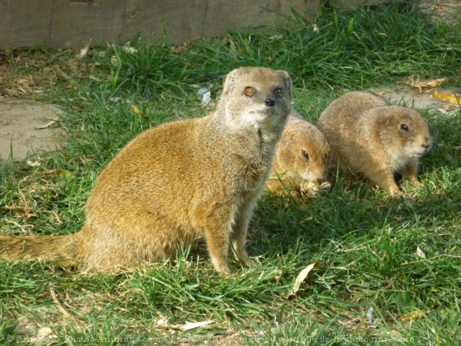 Photo de Chien de prairie