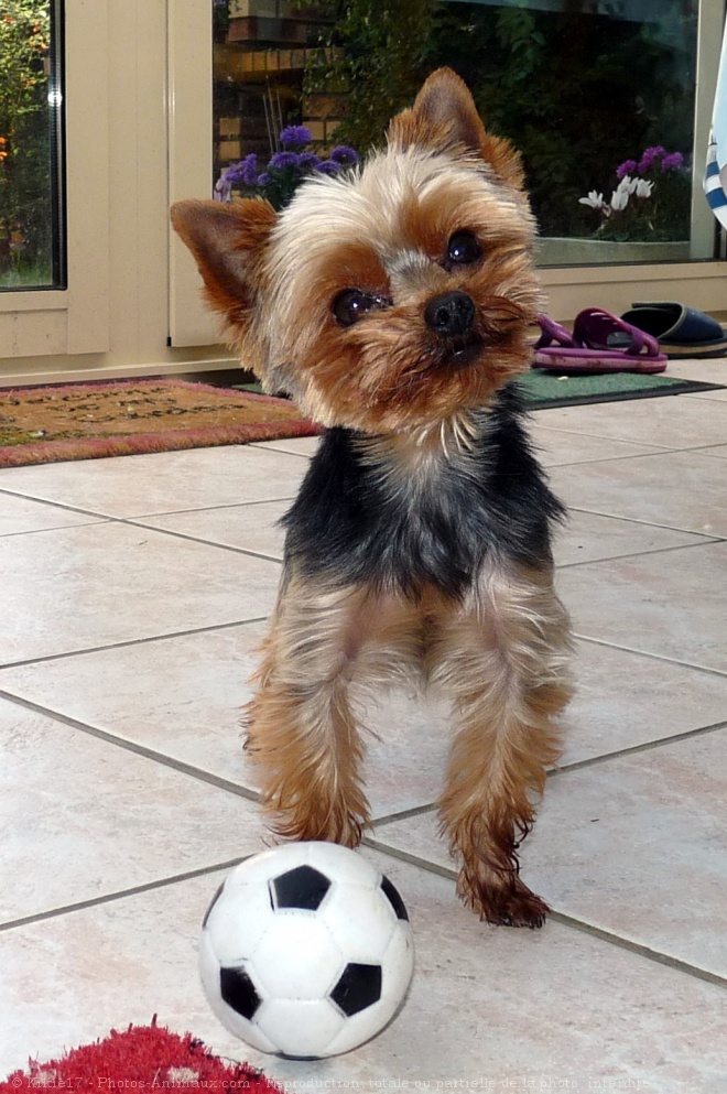 Photo de Yorkshire terrier