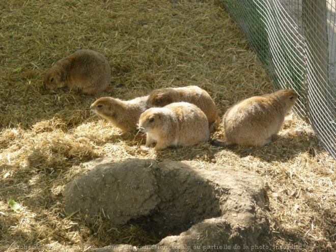 Photo de Chien de prairie