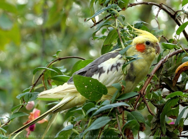 Photo de Perruche calopsitte