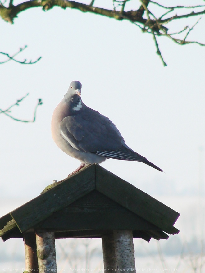 Photo de Pigeon