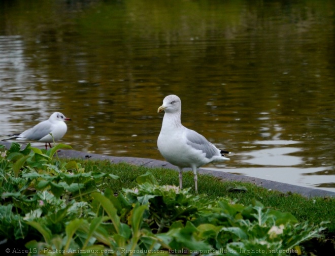 Photo de Goeland