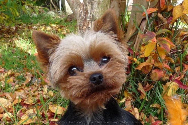 Photo de Yorkshire terrier