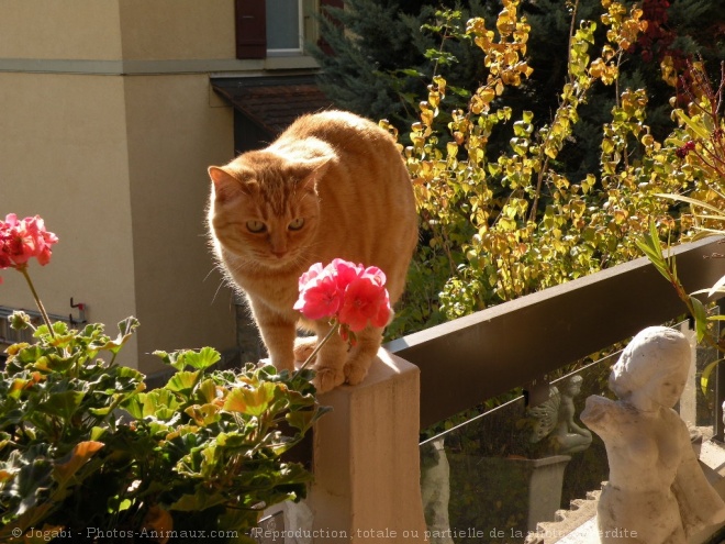 Photo de Chat domestique