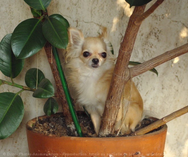 Photo de Chihuahua  poil long