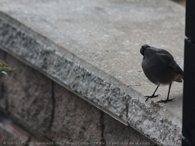 Photo de Rouge queue