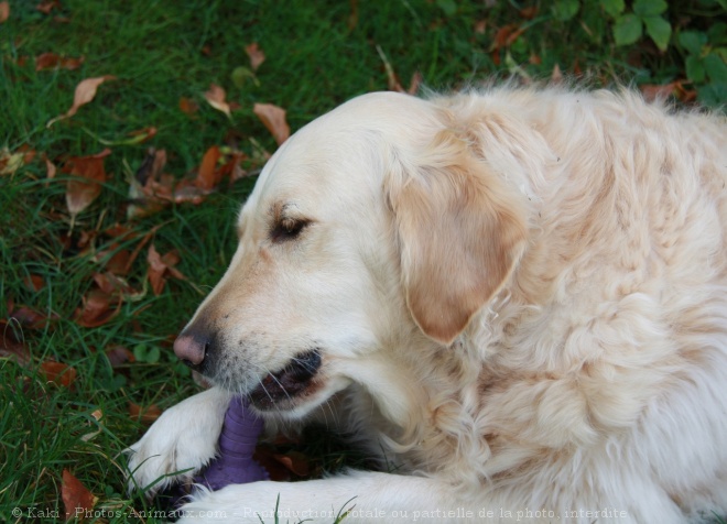 Photo de Golden retriever