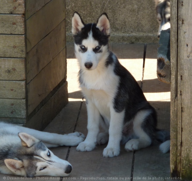 Photo de Husky siberien