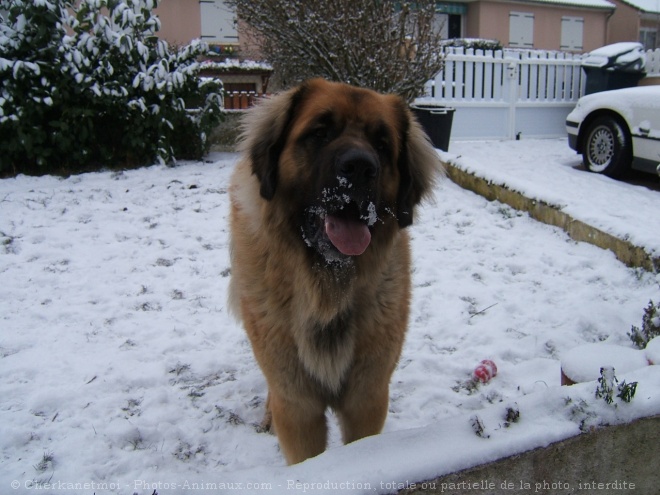 Photo de Leonberg