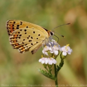 Toutes les photos d'arthropodes