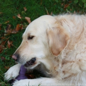 Photo de Golden retriever