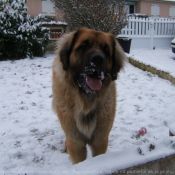 Photo de Leonberg