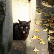 Photo de Chat domestique