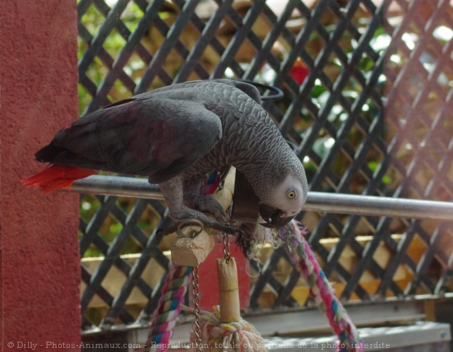 Photo de Perroquet - gris du gabon