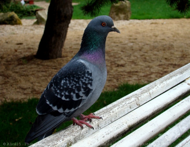 Photo de Pigeon