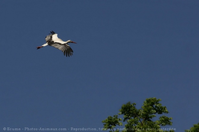 Photo de Cigogne