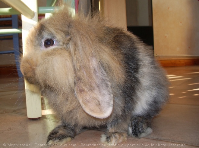 Photo de Lapin