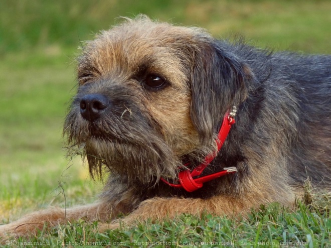 Photo de Border terrier