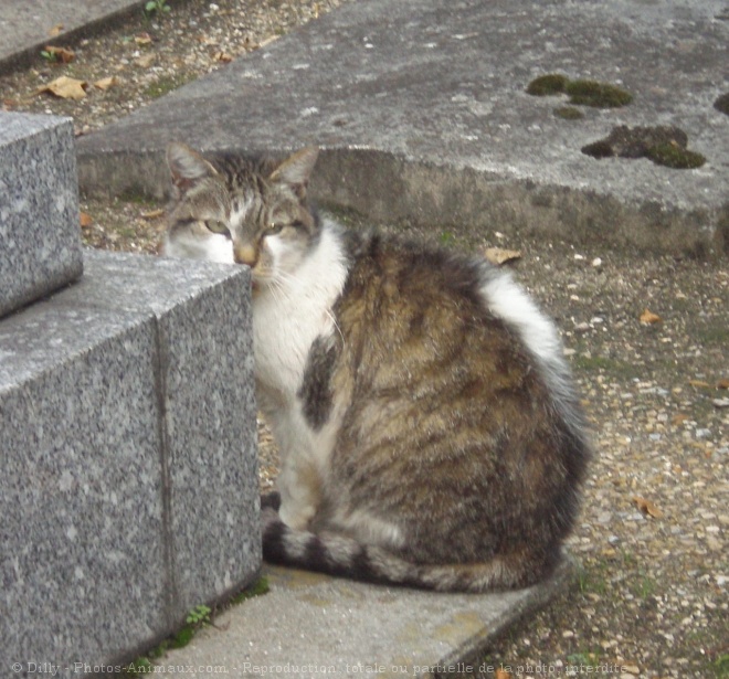 Photo de Chat domestique