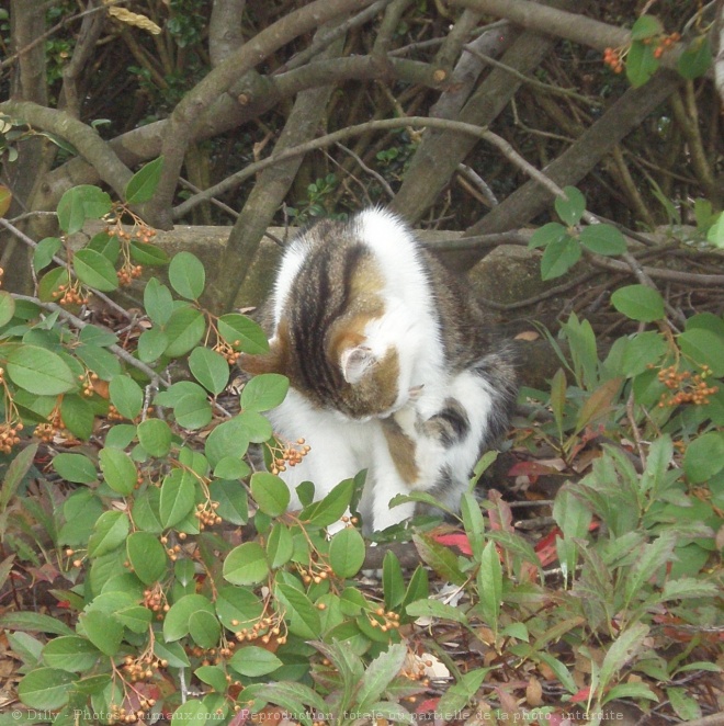 Photo de Chat domestique