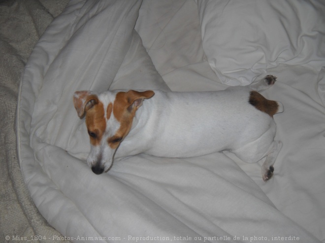 Photo de Jack russell terrier