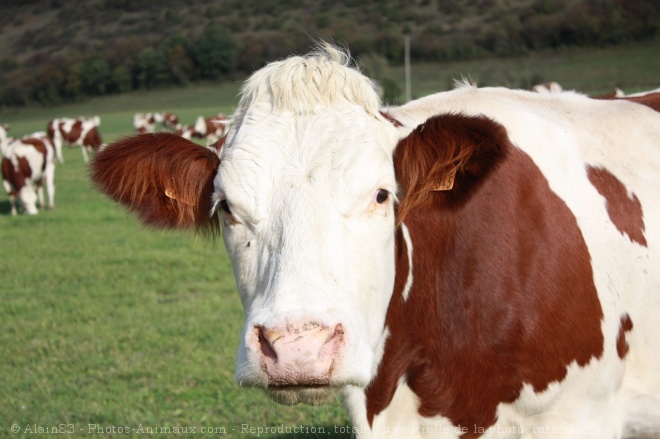 Photo de Vache - montbliarde