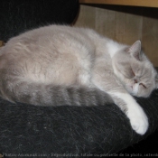 Photo d'Exotic shorthair