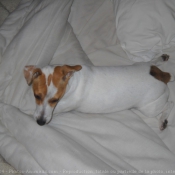 Photo de Jack russell terrier