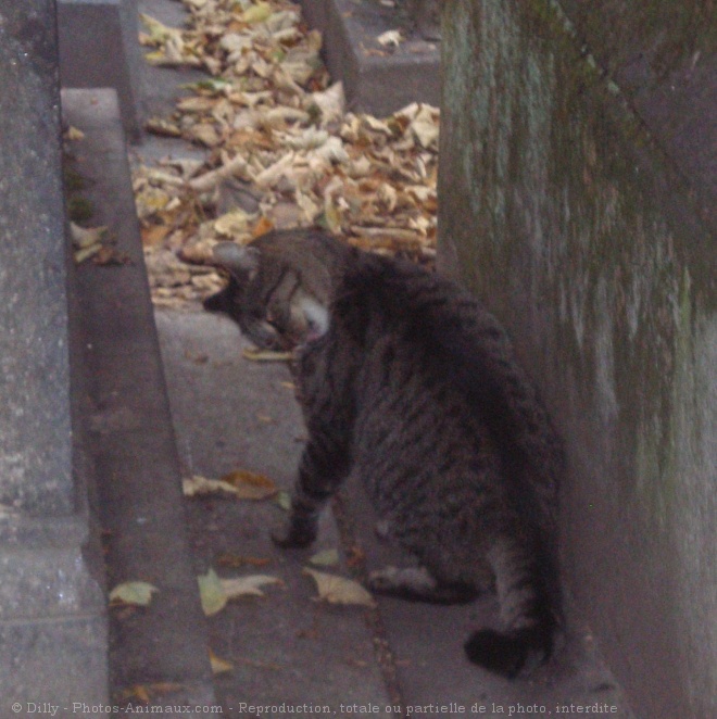 Photo de Chat domestique