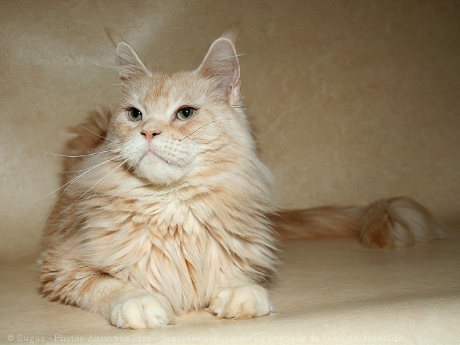 Photo de Maine coon