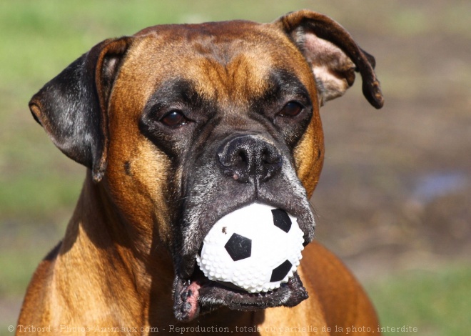 Photo de Boxer